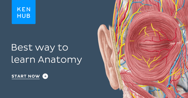 kenhub human anatomy 2021 videosphotos 63a0406704bee | Medical Books & CME Courses