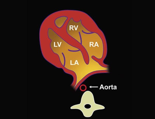 mrionline imaging mastery series fetal heart and great vessel evaluation 2021 cme videos 63a14f421c0a7 | Medical Books & CME Courses