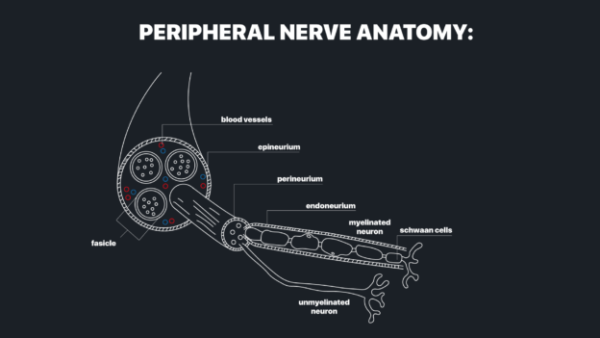 mrionline mri mastery series nerve imaging entrapment neuropathy and tumor imaging of nerves 2021 cme videos 63a12bb77f762 | Medical Books & CME Courses