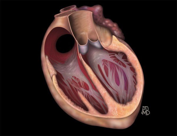 mrionline mastery series fundamentals of cardiac mri 2021 cme videos 63ec44cdb2d38 | Medical Books & CME Courses