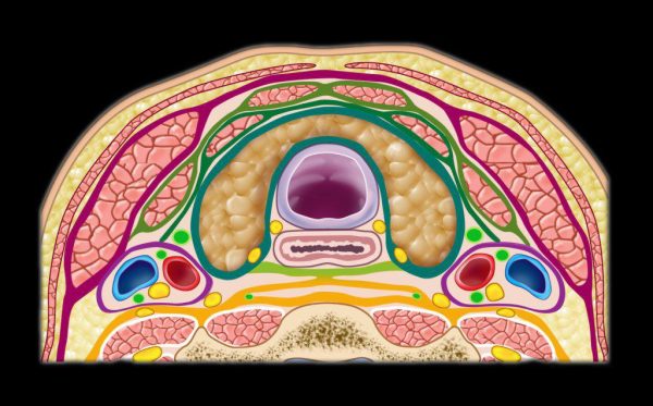 mrionline mastery series the carotid space 2021 cme videos 63ec44b98b053 | Medical Books & CME Courses